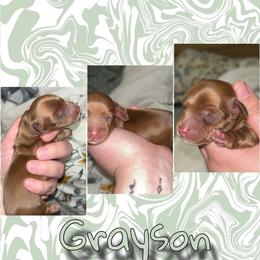 Grayson - Red male Dachshund puppy in Brazil, Indiana from King Duke Dachshunds