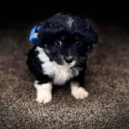 Boy 2 - Black tri-color male Aussiedoodle puppy in Junction, Utah from Sugar Doodles
