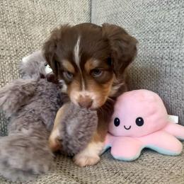 Teddy - Red tri-color male Miniature American Shepherd puppy in Colorado Springs, Colorado from Valkyrie Adventures