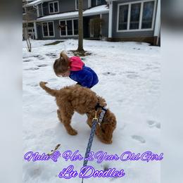 Goldendoodle Puppies from Lu Doodles