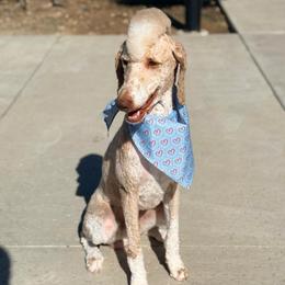 Todd - Poodle