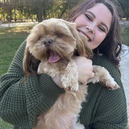 Maple - Shih Tzu