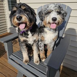 Bernedoodle puppies from A Star is Born Doodles