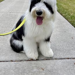 Old English Sheepdog Puppies from Royal Crown Kennel