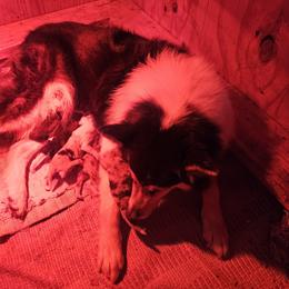 Boy 5 - Blue merle and white male Collie puppy in Tennessee from Voneida Collies & Corgis