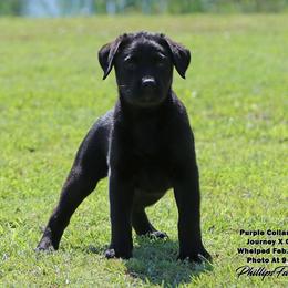 Journey - Purple Collar Girl - Black female Labrador Retriever puppy in Point, Texas from Lakylu Kennels