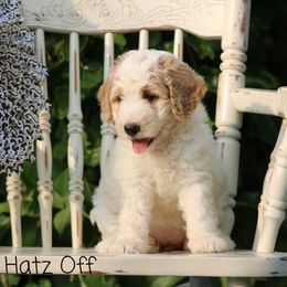 Cavapoo and Pomsky Puppies from Hatz Off Puppies