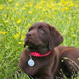 Dilute Retrievers and Labrador Retrievers from Gunmetal Labs