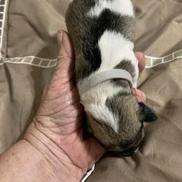 Miniature Schnauzer Puppies from Circle R Ranch