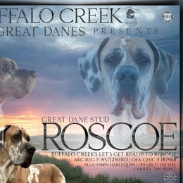 Great Danes from Buffalo Creek Great Danes