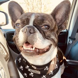 Michelle  - French Bulldog