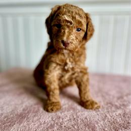 Cheerios - Red  male Goldendoodle puppy in Taylorsville, North Carolina from Heartfelt Doodles