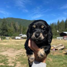 Brie - Black and cream female Dachshund puppy in Rogue River, Oregon from Bear Feet Dachshunds
