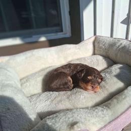 Cider - Phantom male Bernedoodle puppy in Fort White, Florida from Jade