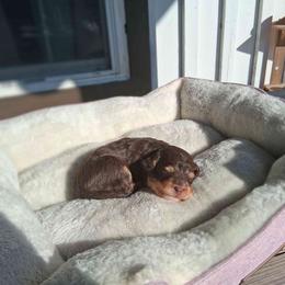 Cider - Phantom male Bernedoodle puppy in Fort White, Florida from Jade