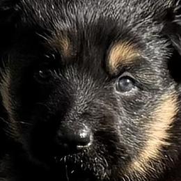 German Shepherd Puppies from Circle Oaks Shepherds