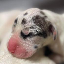 Dachshund and Great Dane Puppies from Ballistic Danes & Dachshunds