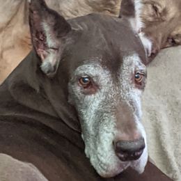 Great Dane Puppies from F&B Kennels