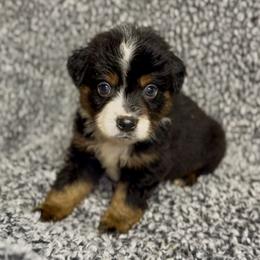 Bean - Black tri male Miniature Australian Shepherd puppy in Michie, Tennessee from Acton Aussies