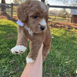 White collar - Red  male Goldendoodle puppy in Ruthorfordton, North Carolina from Duncan Doodles Goldendoodles