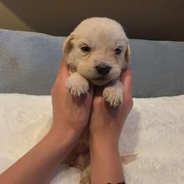 Baby girl Dark Pink - Light golden female Golden Retriever puppy in Clarksville, Tennessee from 255 Goldens