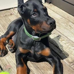 Doberman Pinscher Puppies from Eminent Dobermans