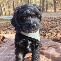 Cockapoo Puppies from Peach State Cockapoos
