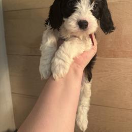 Zeppelin - Tri-color male Cavapoo puppy in Linden, Michigan from Maple Drive Doodles
