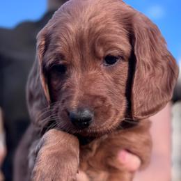 Hypnos - Red  male Goldendoodle puppy in Golden, Colorado from Golden Mesa Doodles