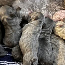 French Bulldogs from Bay Breeze Kennel