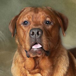 Esau - Labrador Retriever