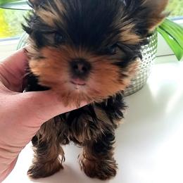 Yorkshire Terrier Puppies from Yorkie Blessings