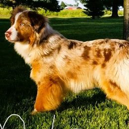 Miniature American Shepherds and Miniature Australian Shepherds from Buck-Run Puppies