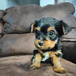 Mr. Maroon - Black and tan male Yorkshire Terrier puppy in Woodway, Texas from The Yorkie Empire