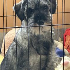 Princess - Pepper and salt female Standard Schnauzer puppy in Etna, Maine from Kinobi Standard Schnauzers