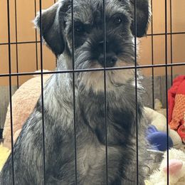 Princess - Pepper and salt female Standard Schnauzer puppy in Etna, Maine from Kinobi Standard Schnauzers
