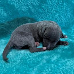 Velvet - Blue female Whippet puppy in Gentry, Arkansas from Mardel Robeson of Mulberry Hollow Whippets
