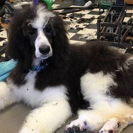 Pembroke Welsh Corgis and Poodles from Ivy League Poodles