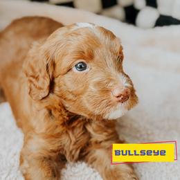 Bullseye - Red  male Goldendoodle puppy in Lakeland, Florida from Rolling Oak Doodles
