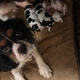 Cavalier King Charles Spaniel Puppies from Blue Ridge Cavaliers