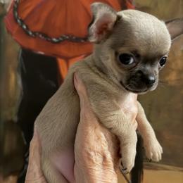Chihuahua puppies from Linda's Chihuahuas