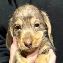 Boy 1 - Dapple male Dachshund puppy in Sunman, Indiana from Whitney’s Weiners