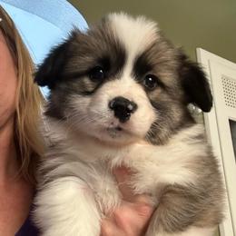 Klause - Sable male Pembroke Welsh Corgi puppy in New Auburn, Wisconsin from Cordell Corgis
