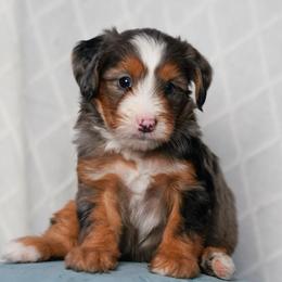 Cashmere - Merle male Bernedoodle puppy in Dundee, Ohio from Down Home Doodle