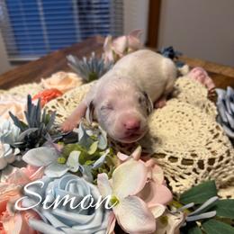 Simon - White and liver brown male Dalmatian puppy in Mount Vernon, Missouri from Spots & Spirals