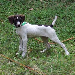 German Shorthaired Pointer Puppies from Buggytown Birddogs