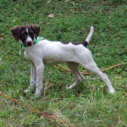 German Shorthaired Pointer Puppies from Buggytown Birddogs