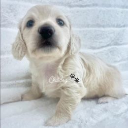 Dachshund Puppies from Chilidog Dachshunds