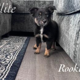 Rookie - Black tri female Miniature Australian Shepherd puppy in Corpus Christi, Texas from Elite Miniature Australian Shepherds