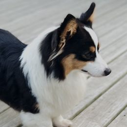 Jewel - Pembroke Welsh Corgi